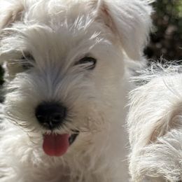 Miniature Schnauzers from Sweet and Spicy Miniature Schnauzers