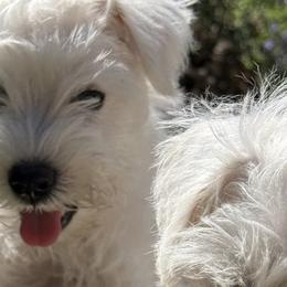 Miniature Schnauzers from Sweet and Spicy Miniature Schnauzers