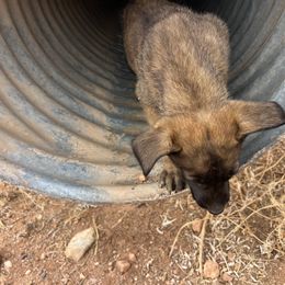 Boy 3 - Yellow Dutch Shepherd puppy in Sierra Vista, Arizona from KnightWatch K-9