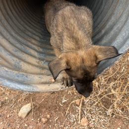 Boy 3 - Yellow Dutch Shepherd puppy in Sierra Vista, Arizona from KnightWatch K-9