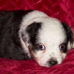 Miniature Australian Shepherd Puppies from Sand Dollar Aussies
