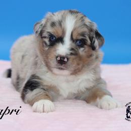 Capri - Blue merle female Miniature Australian Shepherd puppy in Weeki Wachee, Florida from Arlington's Mini Aussies