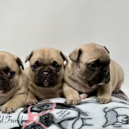 French Bulldog Puppies from Sunnyfield Frenchies
