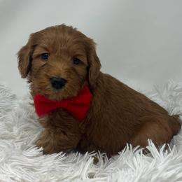 Aspen's Red Male - Apricot male Goldendoodle puppy in Great Falls, Montana from Montana Goldendoodles