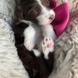 Hot pink ras - Brown and white female Bernedoodle puppy in Curtice, Ohio from The Pink Doghouse