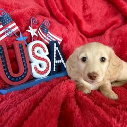 'Lily' Cream Girl (no collar) - Cream female Dachshund puppy in Fontana, California from Oscar Meyer’s Weenies