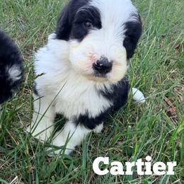 Cartier with training - Black and white male Bernedoodle puppy in Boonville, North Carolina from Doods & Dolls