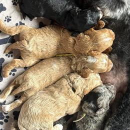 Deposit spot 4 - Red  female Goldendoodle puppy in Watertown, New York from True Friend Doodles