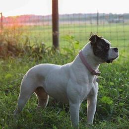 American Bulldogs and French Bulldogs from EliAna Kennels