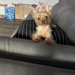 MJ - Yorkshire Terrier