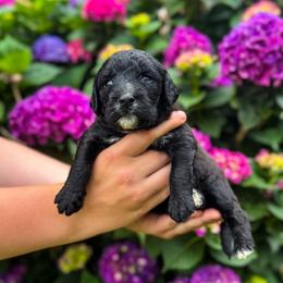 Flower - Black female Labradoodle puppy in Elizabeth City, North Carolina from Howdy Doodles