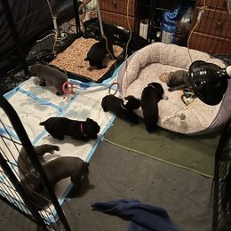 Cane Corso Puppies from RiverStone Gardens