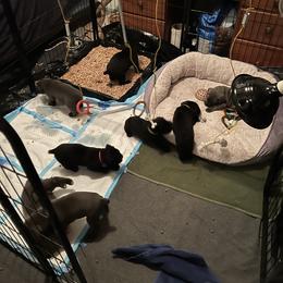 Cane Corso Puppies from RiverStone Gardens