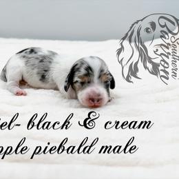 Castiel - Dapple male Dachshund puppy in Prairieville, Louisiana from Southern Barron Danes & Dachshunds
