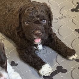 Pienolo Del Vesuvio (Nolo) - Brown male Lagotto Romagnolo puppy in Chehalis, Washington from Scarlet Oak Lagotti