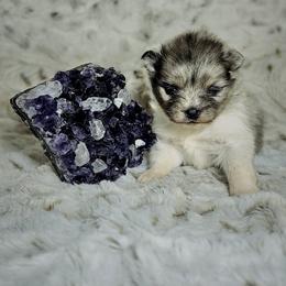 Aquamarine - Blue merle female Pomeranian puppy in Statesboro, Georgia from Briar Creek Kennels