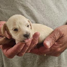 Olive Orange Collar Male - Cream male Dachshund puppy in Trade, Tennessee from TN Miniature Dachshunds & Basset Hounds