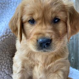 Sparky - Dark golden male Golden Retriever puppy in Chico, California from Glenmac Goldens