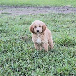 Mason - Apricot male Goldendoodle puppy in Charleston, Arkansas from Lazy S Aussies