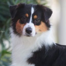 Australian Shepherds from Crystal Winds Australian Shepherds