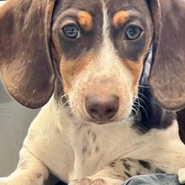 Dachshunds from Greens Creek Kennel