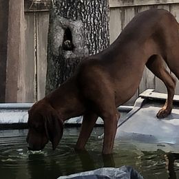 violet - Redbone Coonhound