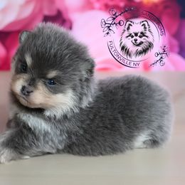 Prada - Blue and tan female Pomeranian puppy in Fultonville, New York from Sandy Aussies & Pomeranians