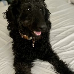 Darlin’ - Goldendoodle