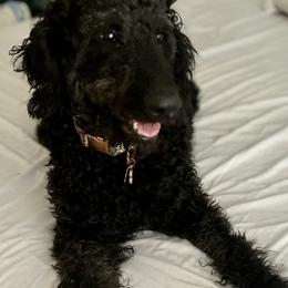 Darlin’ - Goldendoodle