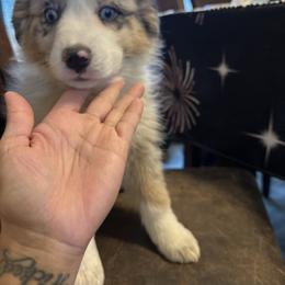 Girl 2 - Blue merle female Australian Shepherd puppy in Spring Creek, Nevada from Knotts Dalmatians/Australian Shepherds