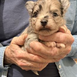 Companion Cross puppies from Heartland Pomeranians and Chihuahuas