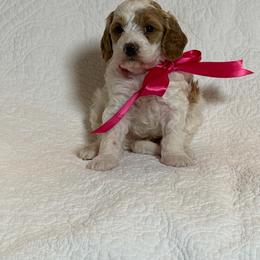 Amaya - Parti female Goldendoodle puppy in Estesburg, Kentucky from Wet Goldendoodle Kisses