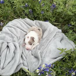 Garnet - Red merle female Border Collie puppy in Keller, Texas from Bordercollieblues