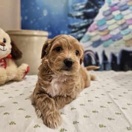 Aussiedoodle, Cavapoo, and Poodle Puppies from Perkins Pups