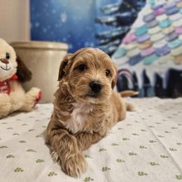 Aussiedoodle, Cavapoo, and Poodle Puppies from Perkins Pups