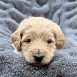 Walton - Apricot male Goldendoodle puppy in Rainier, Oregon from Beaver Springs Puppies