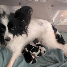 Dark boy - White and black male Papillon puppy in Joshua, Texas from Summertime Kennels