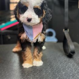 Truffle - Tri-color male Bernedoodle puppy in Alpharetta, Georgia from Doodles of Buckhead