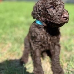 Light Blue - Chocolate female Labradoodle puppy in Chula Vista, California from Coastal Cocoa Labradoodle