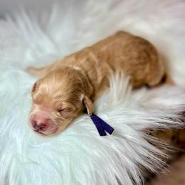 Pixie - Cream female Cockapoo puppy in Denver, Pennsylvania from Greenview Puppies