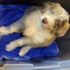 Bordoodle Puppies from Borders of Eby Eden