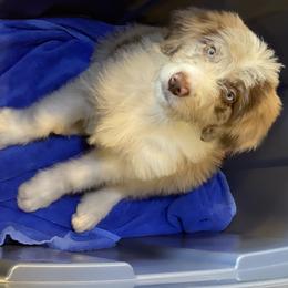 Bordoodle Puppies from Borders of Eby Eden