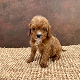 Sirius - Red male Cavapoo puppy in Beresford, South Dakota from DAKOTA DOOD RANCH