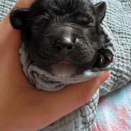 AKC Parsley - Black male Cocker Spaniel puppy in Cincinnati, Ohio from Abundance of Joy LLC Cocker Spaniels