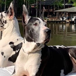 Great Dane All Grown Up from Stardust Danes