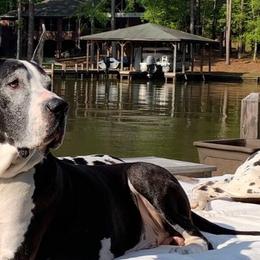 Great Dane All Grown Up from Stardust Danes