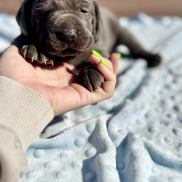 Indigo blue (indy blue) - Blue female Weimaraner puppy in Cross, South Carolina from DoodleDandy & Danes