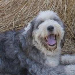 Old English Sheepdogs from Outlaws Run
