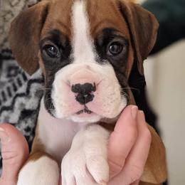 Boxer Puppies from Fineview Boxers