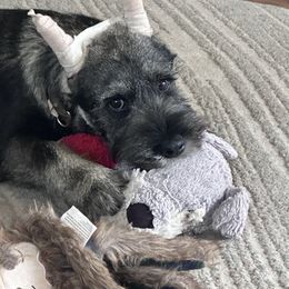 Boy 5 - Standard Schnauzer puppy in Summerfeld, Florida from Amazing Standard Schnauzers